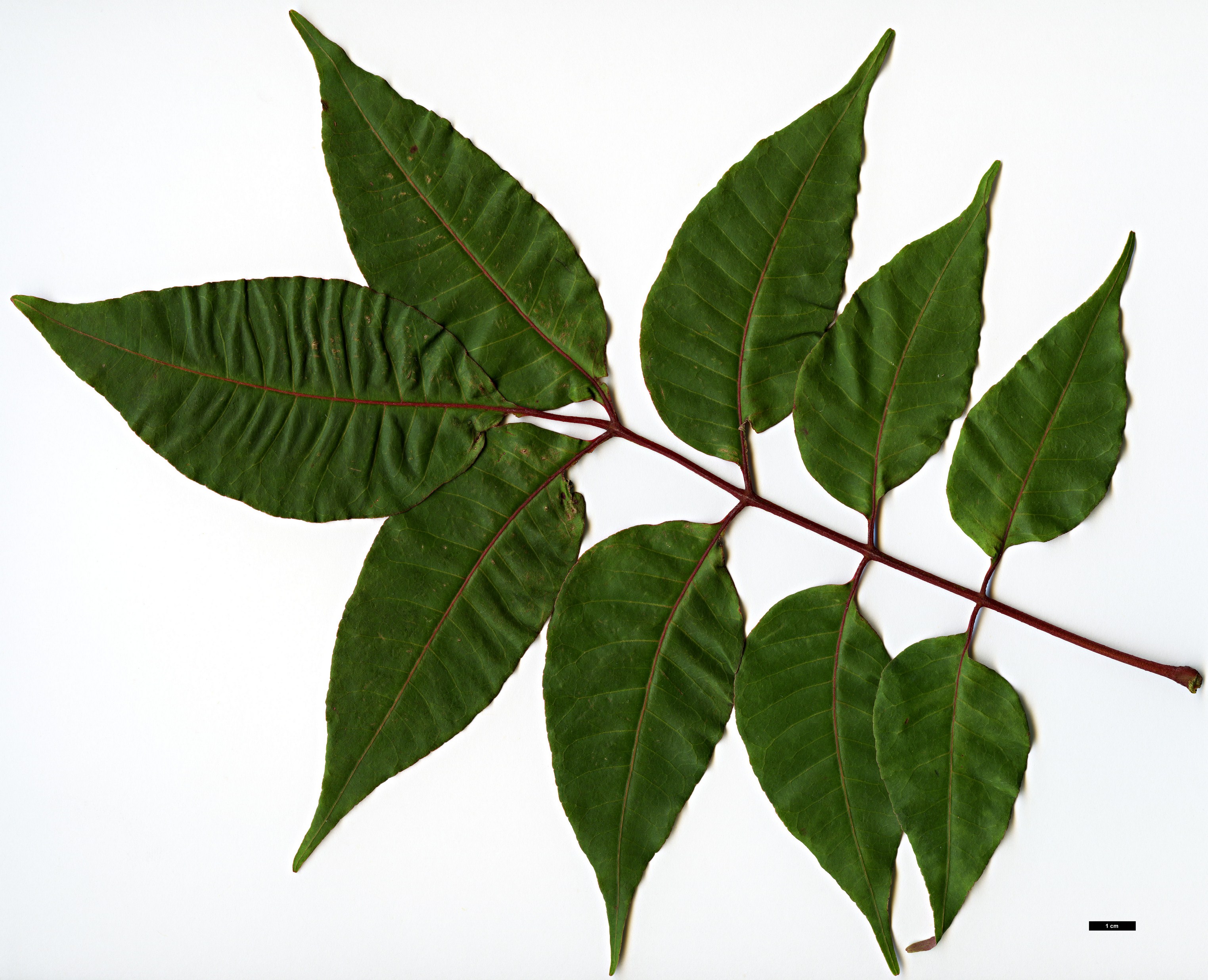 High resolution image: Family: Rutaceae - Genus: Tetradium - Taxon: glabrifolium